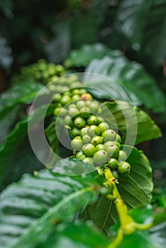 Unripe coffee beans growing on the branch. Selective Focus.
