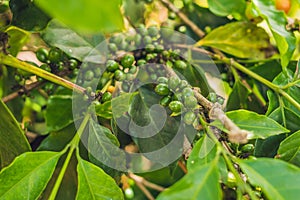 Unripe coffee beans on stem in Vietnam plantation