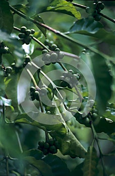 Unripe coffee on tree branch