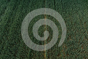 Unripe common wheat field from drone pov