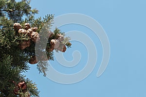 Unripe Cones on Pine Tree and Blue Sky