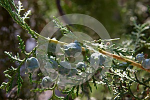 Unripe cones or seeds on the branch of cypress