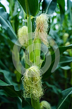 Unripe corn cobs growing on a maize plantation Corn planting field or cornfield. Stalks of tall green unripe corn with a