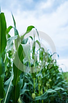 Unripe corn growing on a maize plantation. Corn planting field or cornfield. Stalks of tall green unripe corn with a