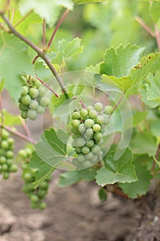 Unripe crones of grapes on a background of green grape leaves