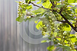 Unripe currant against wall