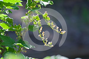 Unripe currant on branch