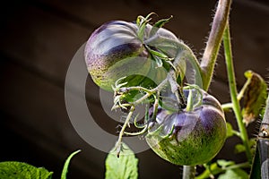 Unripe dark galaxy rare tomato plant