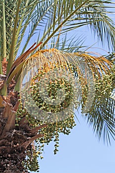 Unripe dates on a date palm tree