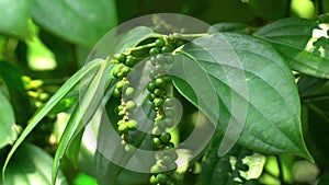 Unripe drupes of Black Pepper Piper nigrum