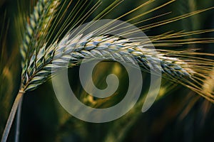 Unripe ear of common wheat in field