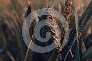 Unripe ear of wheat in field, close up photo