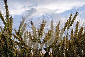 Unripe ears of wheat growing in the field. Wheat ears close-up.