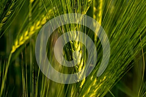 Unripe ears of wheat growing in the field. Wheat ears close-up.