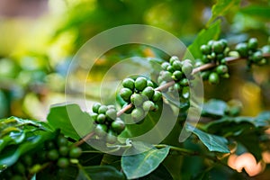 Unripe excelsa coffee beans on tree in farm