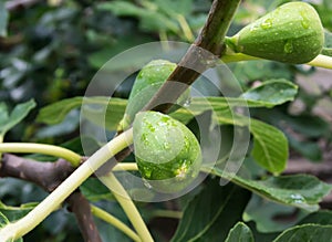 Unripe figs in the garden close up