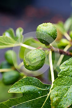 Figs growing on fig, Ficus carica, `Black Genoa` tree branch