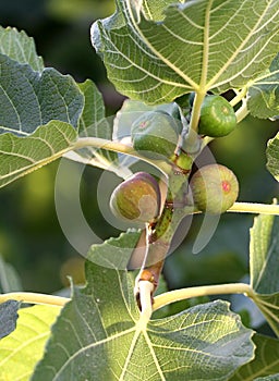 Unripe figs and leaves on the branch