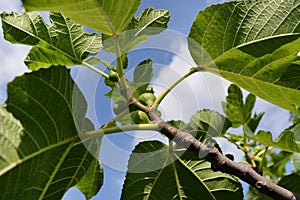 Unripe figs on tree