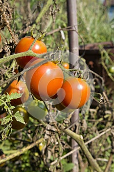 Unripe fresh green and red tomatos, village market organic tomato with green blurred background