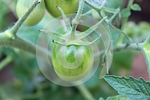 Unripe fresh green tomato  village market organic tomato with green blurred background