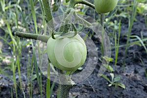 Unripe fresh green tomato, village market organic tomato with green blurred background