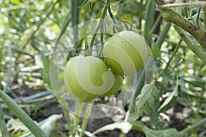 Unripe fresh green tomato, village market organic tomato with green blurred background