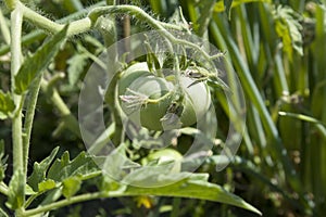 Unripe fresh green tomato, village market organic tomato with green blurred background