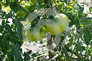 Unripe fresh green tomato, village market organic tomato with green blurred background