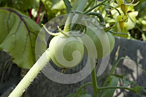 Unripe fresh green tomato, village market organic tomato with green blurred background