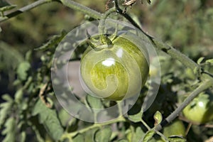 Unripe fresh green tomato, village market organic tomato with green blurred background