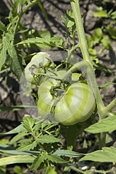 Unripe fresh green tomato, village market organic tomato with green blurred background