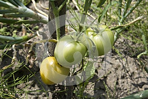 Unripe fresh green tomato, village market organic tomato with green blurred background