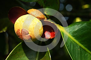 Unripe fresh mangosteen (Garcinia mangostana Linn) photo