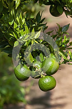 Unripe fruit of a Citris X aurantium Myrtifolia or chinotto orange tree