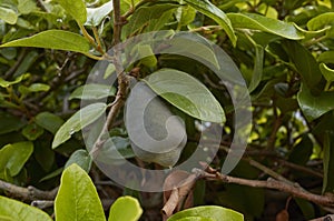 Ficus pumila fruits photo