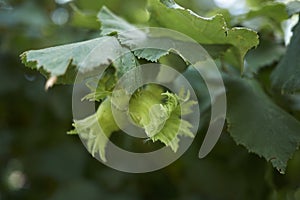 Unripe fruit of Corylus avellana photo