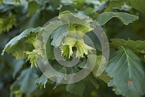 Unripe fruit of Corylus avellana