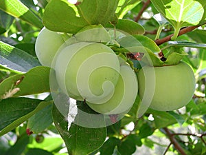 Unripe fruit of Diospyros kaki photo