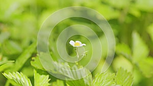 Unripe fruit growing in garden. Strawberry crop, bush with green berries and flowers. Close up.