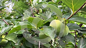 Unripe fruit of Japanese Persimmon, surrounded by green leaves in tree