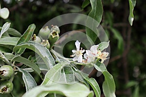 Unripe fruit, leaves and flowers of Pyrus salicifolia photo