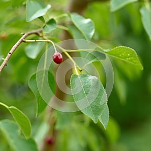 Unripe fruit of a mahaleb cherry Prunus mahaleb