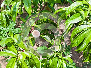 unripe fruit on peach tree in summer