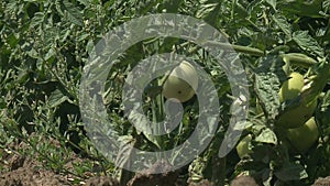 Unripe fruit of tomatoes