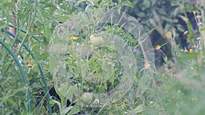 Unripe fruit of tomatoes