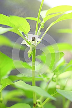 Unripe fruit and white flowers with purple stamens of green peppers grown on the farm