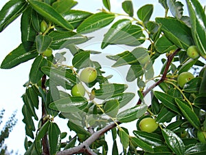 Unripe fruit of  Ziziphus jujuba tree