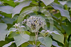 Unripe fruits of dwarf tree tomato, Cyphomandra abutiloides, Solanum abutiloides, in summer photo