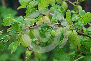 Unripe fruits of a Gooseberry (Ribes uva-crispa)